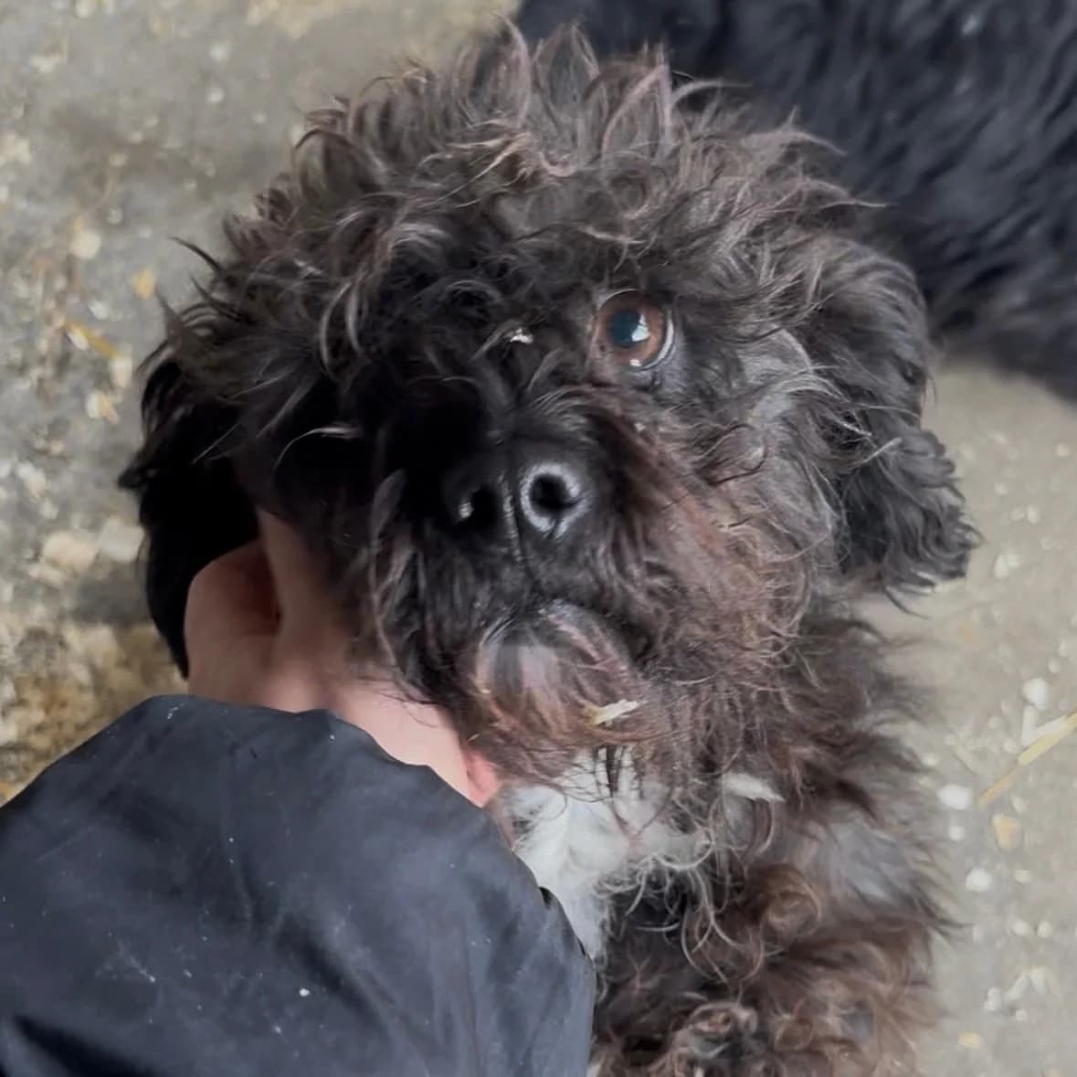 Bella, female Havanese for adoption at Herz für Ungarnhunde e.V.