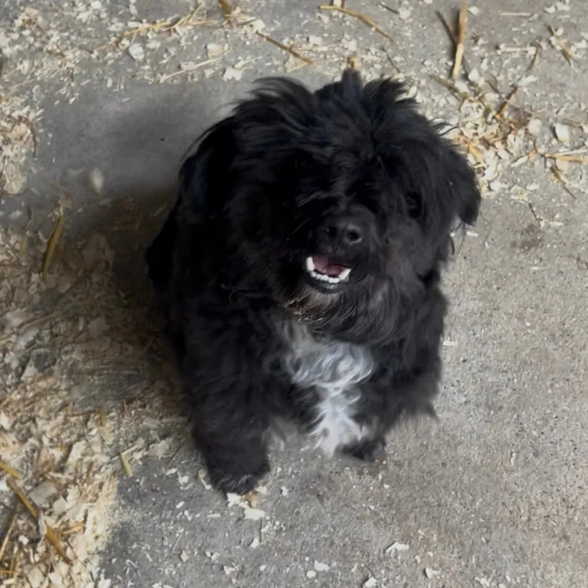 Szmuki, male Havanese for adoption at Herz für Ungarnhunde e.V.