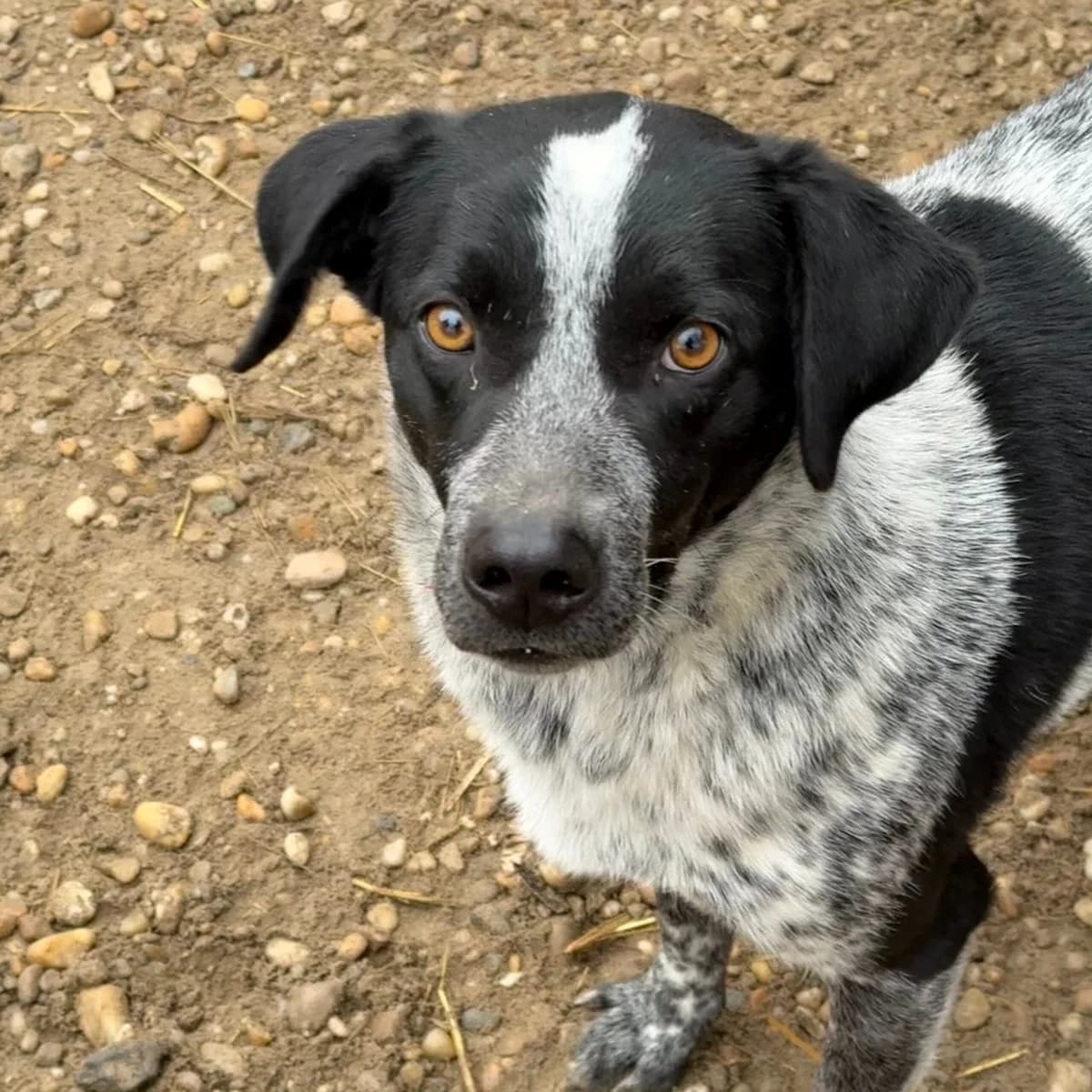 Cronin, male Mixed Breed for adoption at Herz für Ungarnhunde e.V., Nörten-Hardenberg