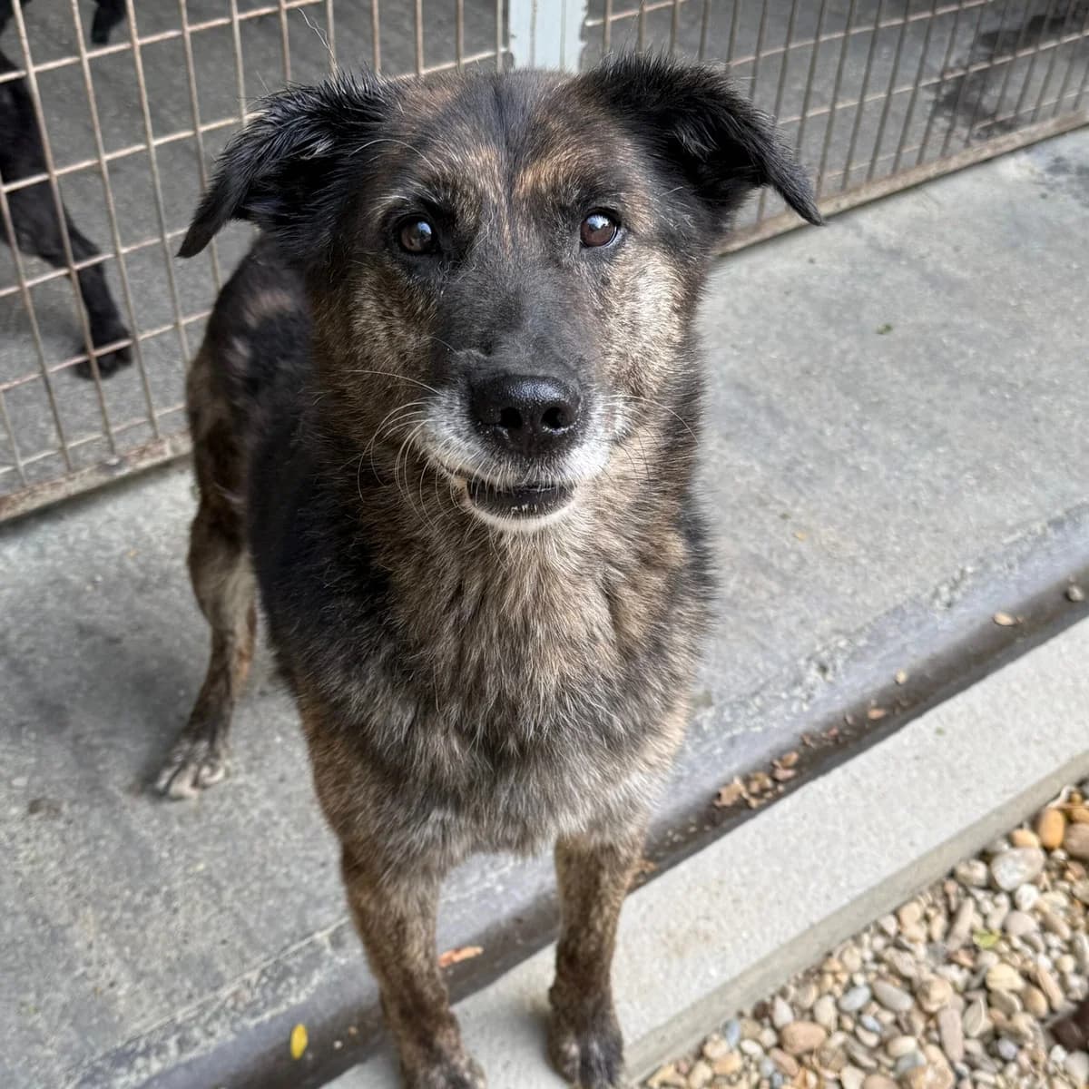 Baron, male German Shepherd for adoption at Herz für Ungarnhunde e.V., Nörten-Hardenberg