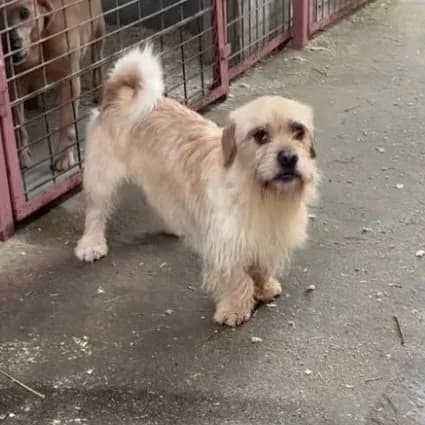 Office, male Dachshund for adoption at Herz für Ungarnhunde e.V.