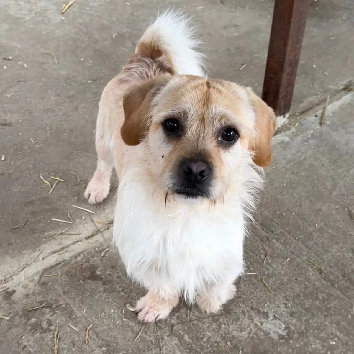 Sticky, male Dachshund for adoption at Herz für Ungarnhunde e.V.
