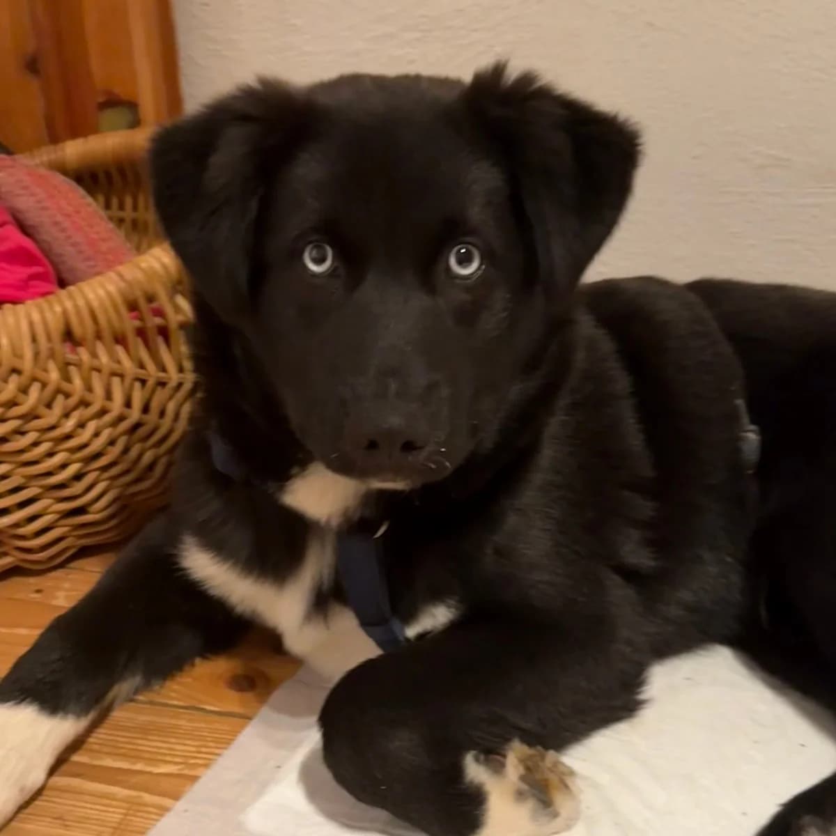 Milan -Pflegehund-, male Husky for adoption at Herz für Ungarnhunde e.V., Nörten-Hardenberg