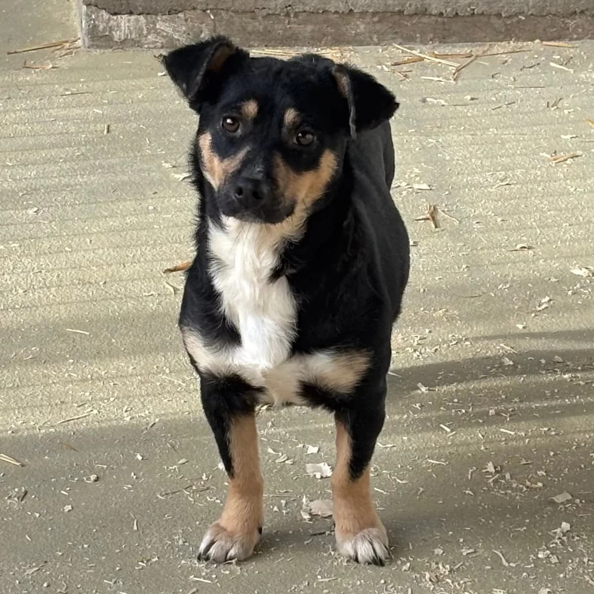 Mulcsa, female Mixed Breed for adoption at Herz für Ungarnhunde e.V., Nörten-Hardenberg