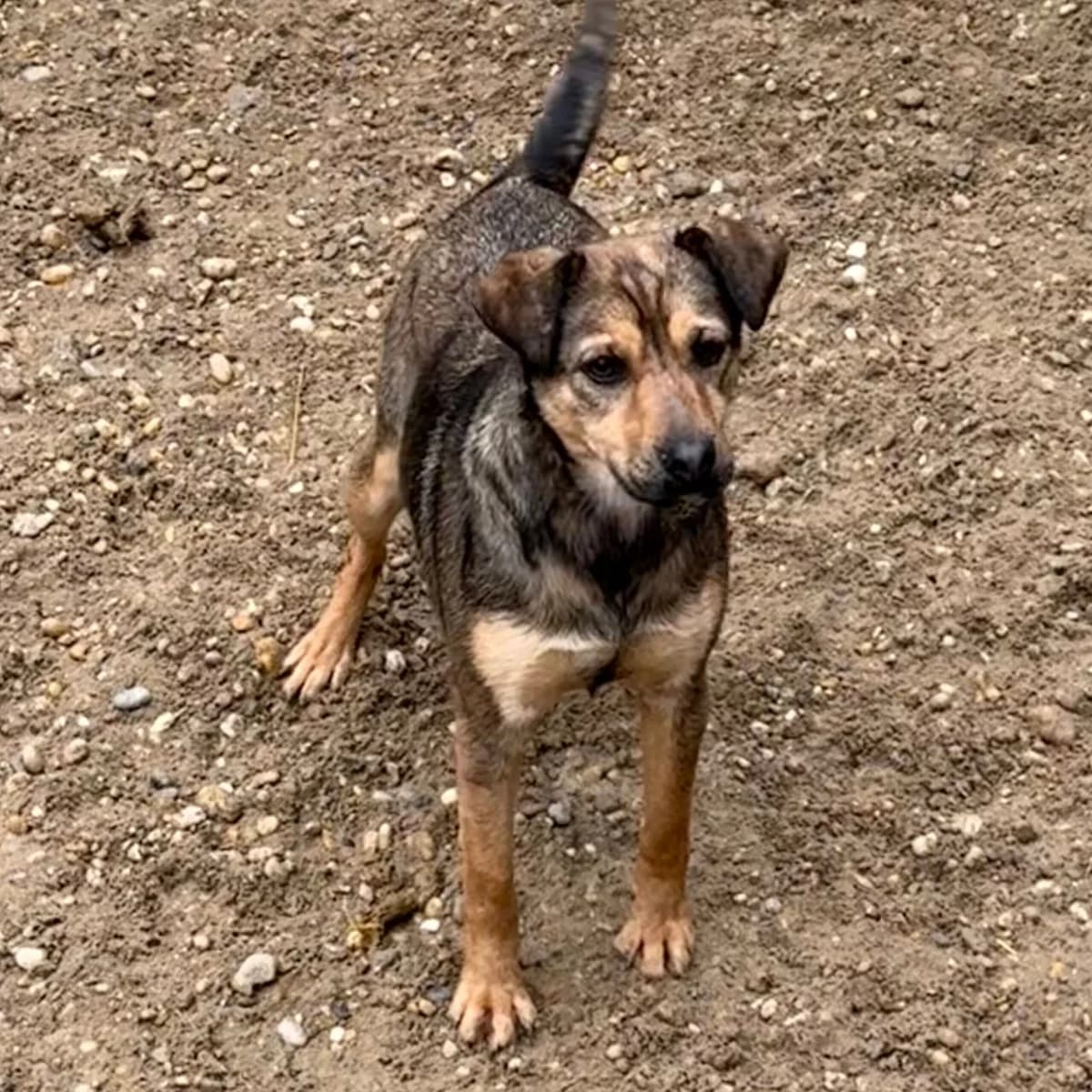 Borika -vorreserviert in Ungarn, female Mixed Breed for adoption at Herz für Ungarnhunde e.V., Nörten-Hardenberg