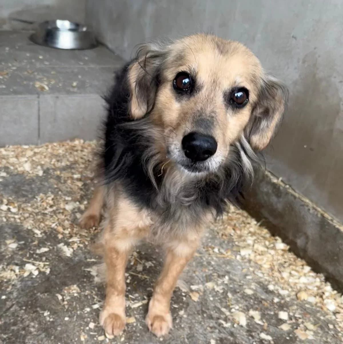 Alex -reserviert, male Mixed Breed for adoption at Herz für Ungarnhunde e.V., Nörten-Hardenberg