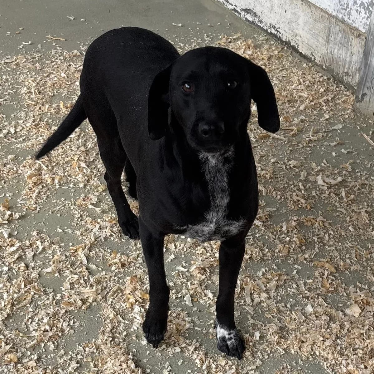 Soila, female Mixed Breed for adoption at Herz für Ungarnhunde e.V., Nörten-Hardenberg