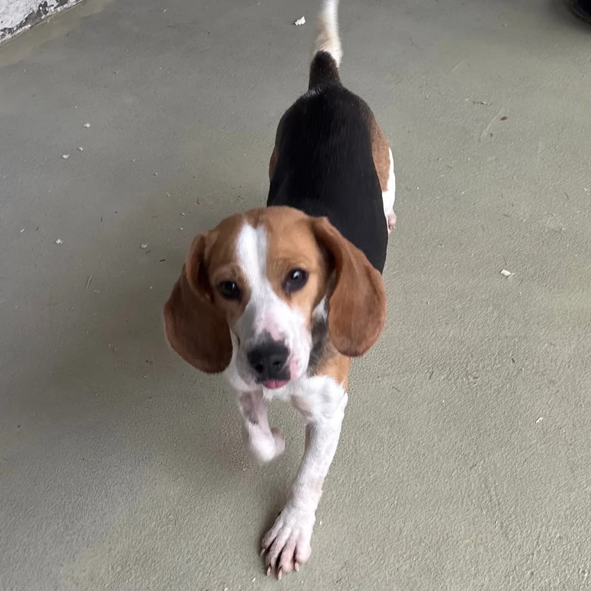 Etta, female Beagle for adoption at Herz für Ungarnhunde e.V.