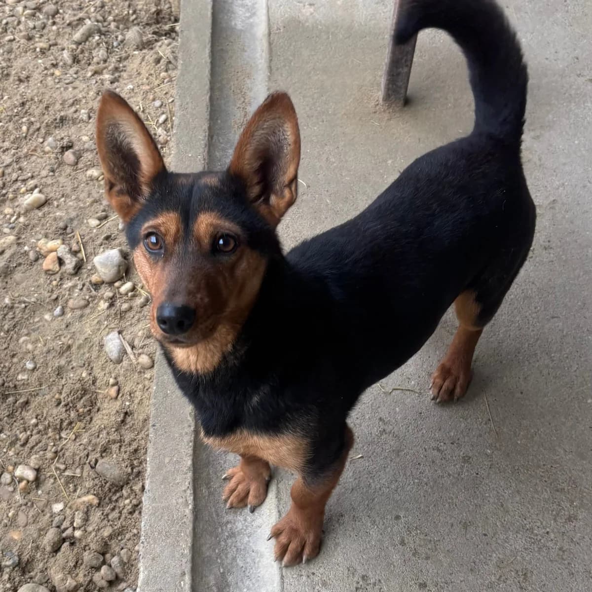 Ylva, female Mixed Breed for adoption at Herz für Ungarnhunde e.V., Nörten-Hardenberg