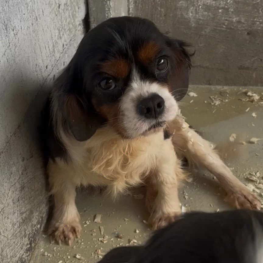 Ruby -reserviert, female Cavalier King Charles Spaniel for adoption at Herz für Ungarnhunde e.V., Nörten-Hardenberg