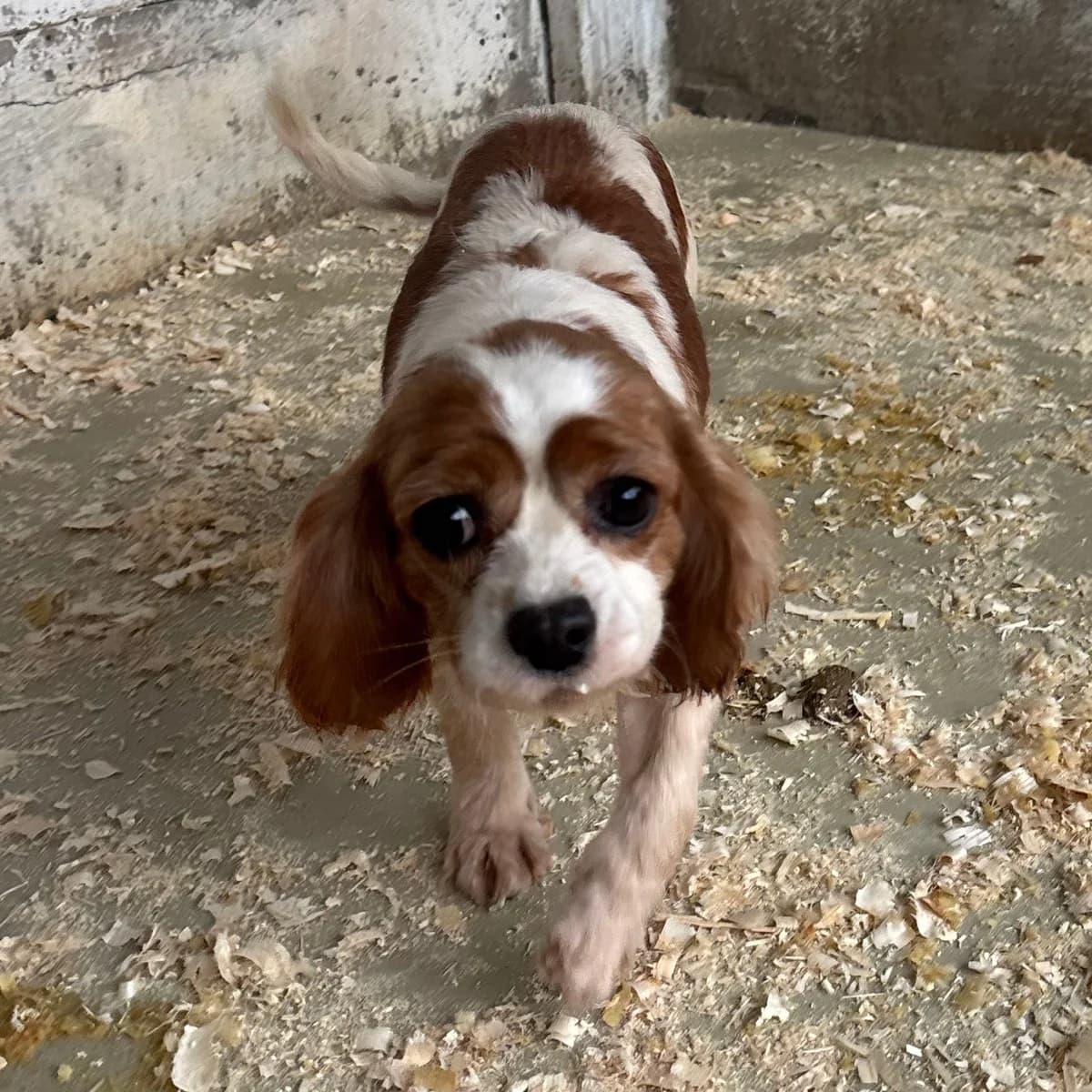 Lizzie -reserviert, female Cavalier King Charles Spaniel for adoption at Herz für Ungarnhunde e.V., Nörten-Hardenberg