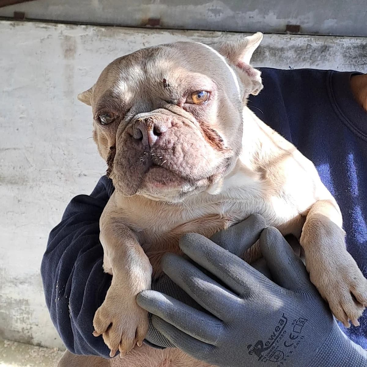 Ofelia, female French Bulldog for adoption at Herz für Ungarnhunde e.V.