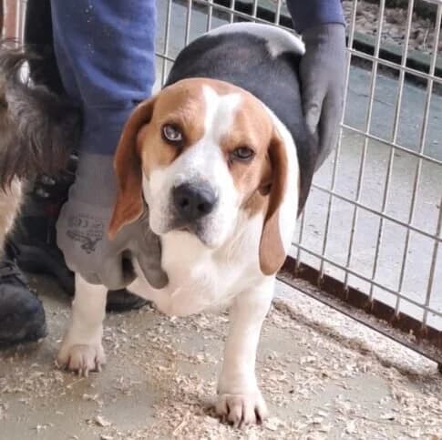 Bukta -Pflegehund-, female Beagle for adoption at Herz für Ungarnhunde e.V.