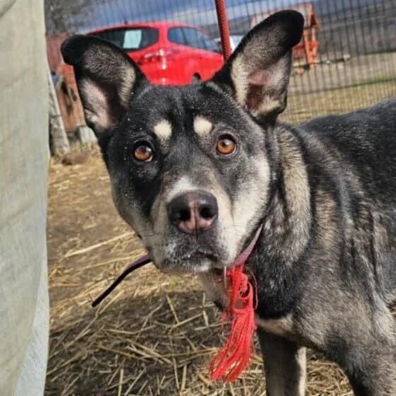 Kayana, female Husky for adoption at Herz für Ungarnhunde e.V., Nörten-Hardenberg