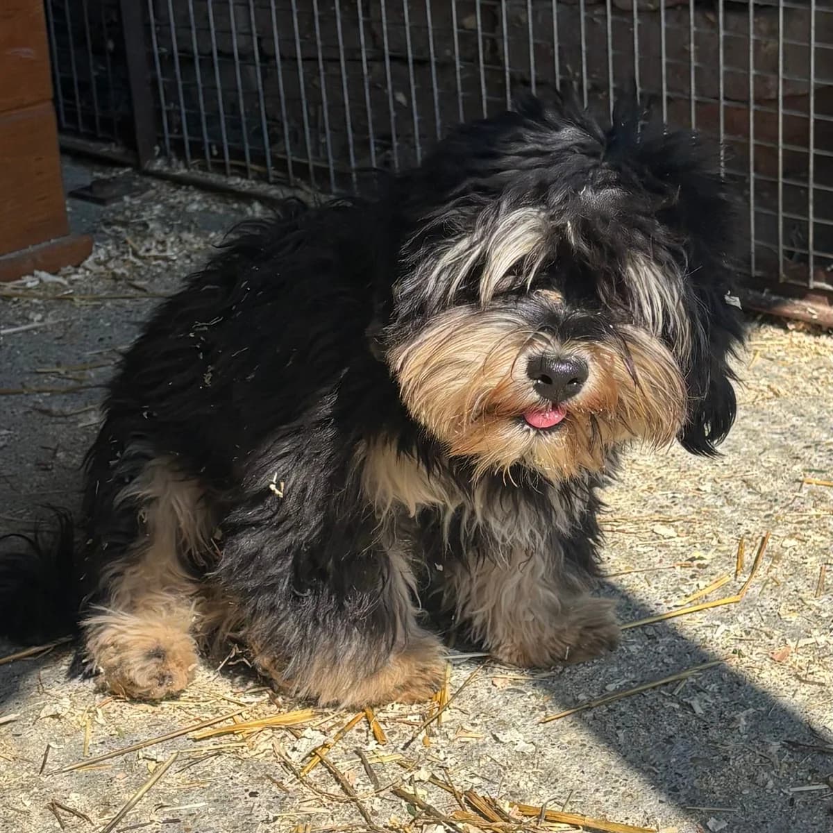 Archie, male Bichon Frisé for adoption at Herz für Ungarnhunde e.V., Nörten-Hardenberg