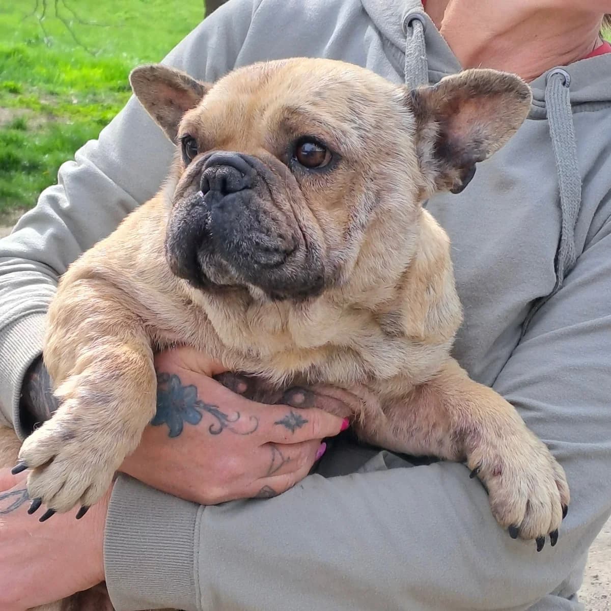 Lara, female French Bulldog for adoption at Herz für Ungarnhunde e.V., Nörten-Hardenberg