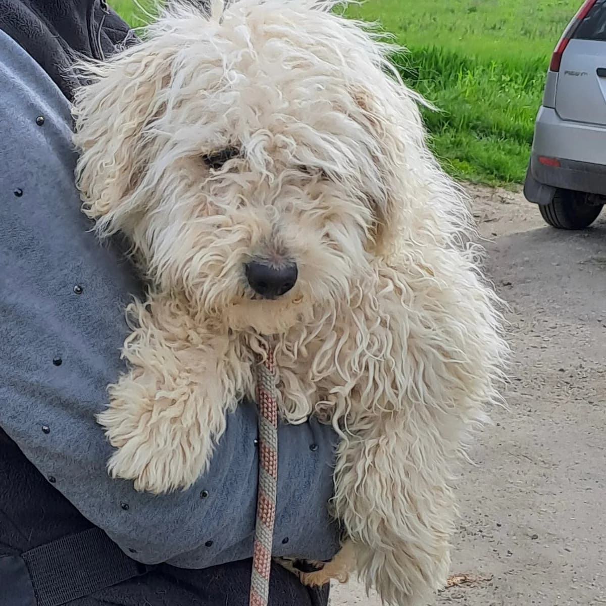 Koci, female Bichon Frisé for adoption at Herz für Ungarnhunde e.V., Nörten-Hardenberg