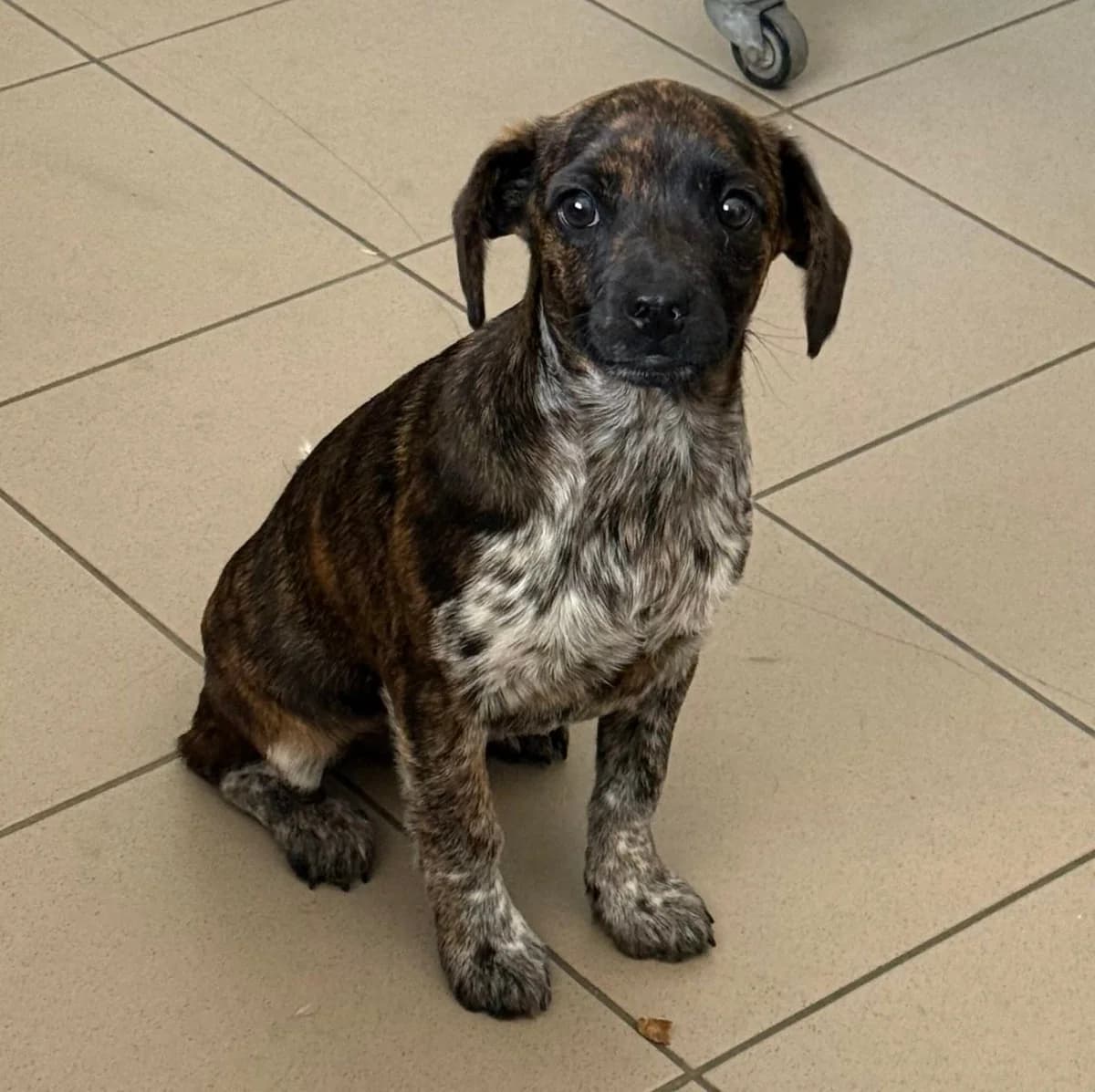 Romy, female Mixed Breed for adoption at Herz für Ungarnhunde e.V., Nörten-Hardenberg