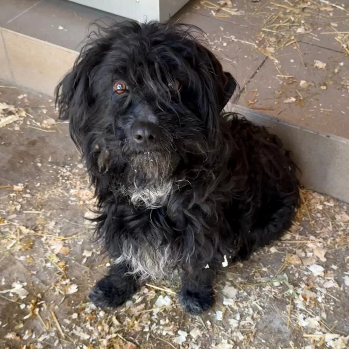 Borzi, male Havanese for adoption at Herz für Ungarnhunde e.V., Nörten-Hardenberg