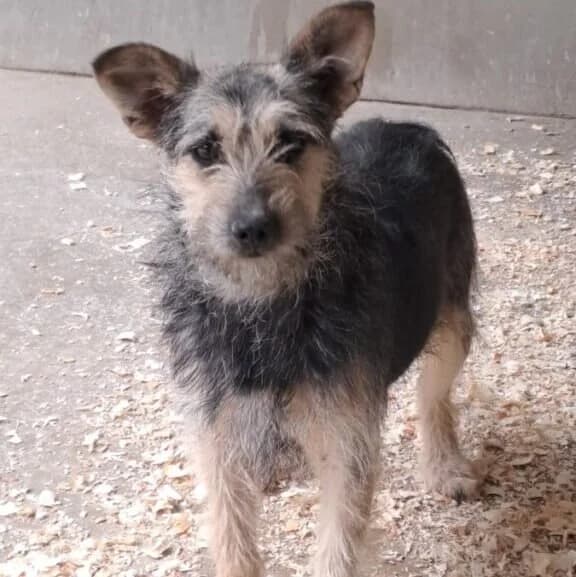 Loril, female Mixed Breed for adoption at Herz für Ungarnhunde e.V., Nörten-Hardenberg