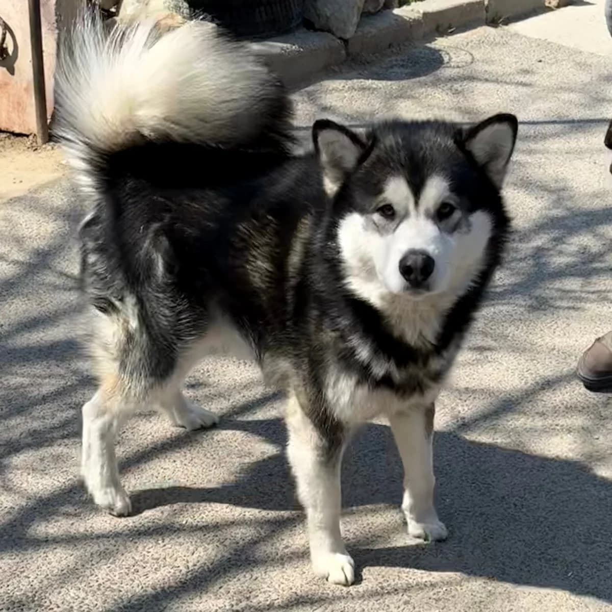 Kenai, male mixed breed for adoption at Herz für Ungarnhunde e.V., Nörten-Hardenberg