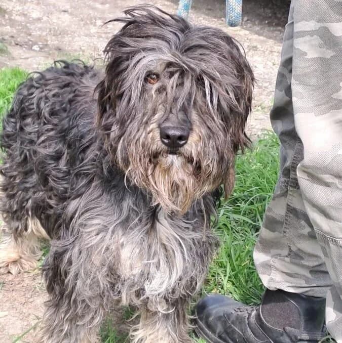 Pisco, male Mixed Breed for adoption at Herz für Ungarnhunde e.V., Nörten-Hardenberg