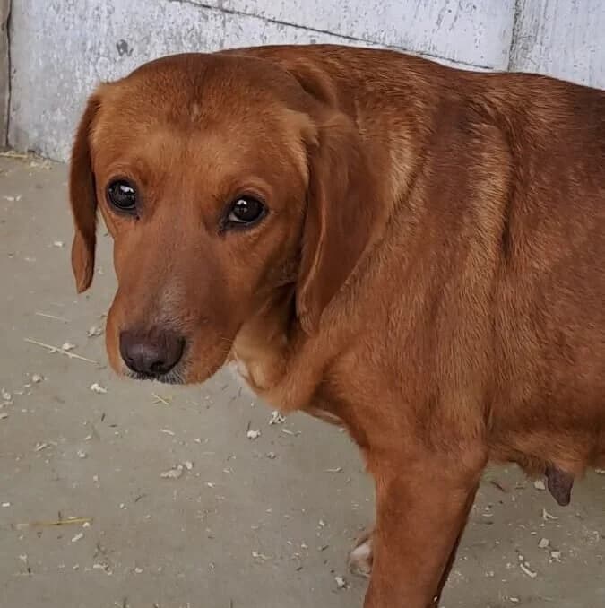 Yvon, female puppy Mixed Breed for adoption at Herz für Ungarnhunde e.V., Nörten-Hardenberg