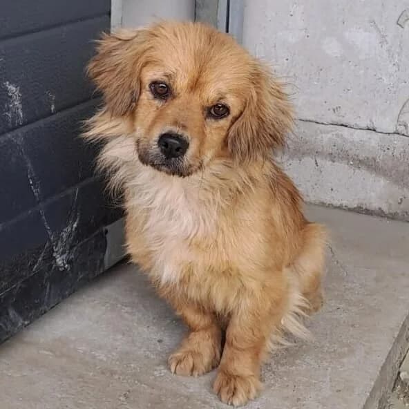 Szufle, female Mixed Breed for adoption at Herz für Ungarnhunde e.V., Nörten-Hardenberg