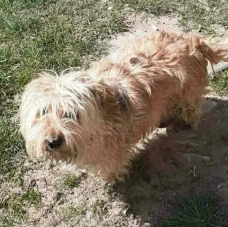 Anyoca, female Mixed Breed for adoption at Herz für Ungarnhunde e.V., Nörten-Hardenberg