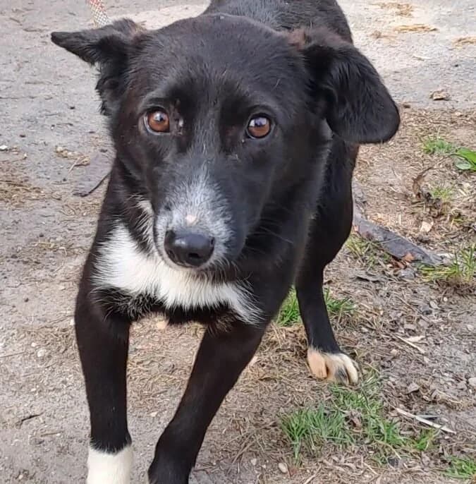 Orsika, female Mixed Breed for adoption at Herz für Ungarnhunde e.V., Nörten-Hardenberg