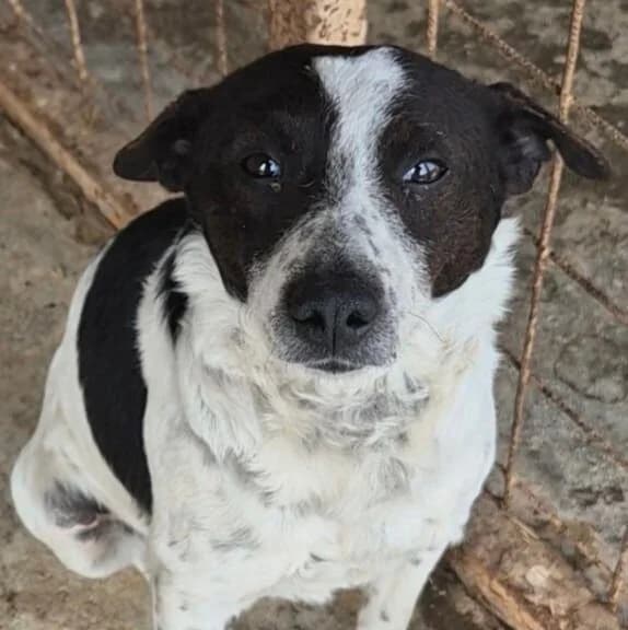 Packer, male Mixed Breed for adoption at Herz für Ungarnhunde e.V., Nörten-Hardenberg