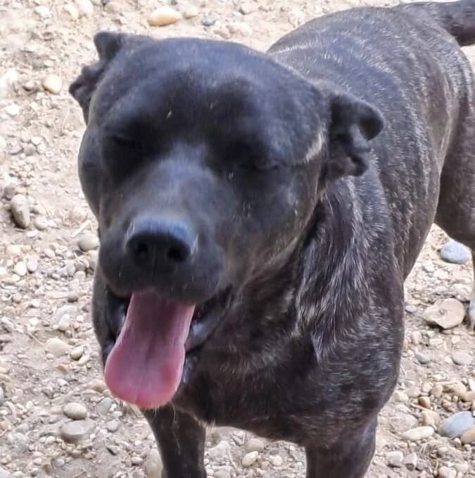 Zafira, female Mixed Breed for adoption at Herz für Ungarnhunde e.V., Nörten-Hardenberg