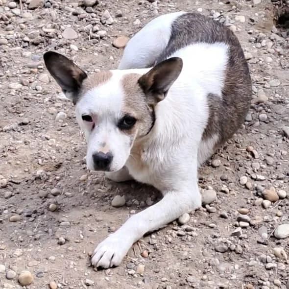 Montana, female Mixed Breed for adoption at Herz für Ungarnhunde e.V., Nörten-Hardenberg