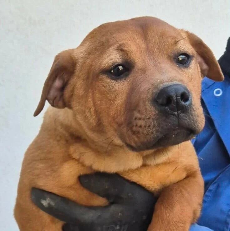 Trisa, female puppy Mixed Breed for adoption at Herz für Ungarnhunde e.V., Nörten-Hardenberg