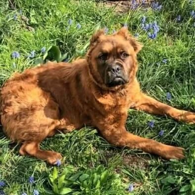 Grinch, male mixed breed for adoption at Herz für Ungarnhunde e.V., Nörten-Hardenberg