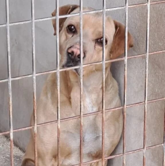 Tazio, male Mixed Breed for adoption at Herz für Ungarnhunde e.V., Nörten-Hardenberg