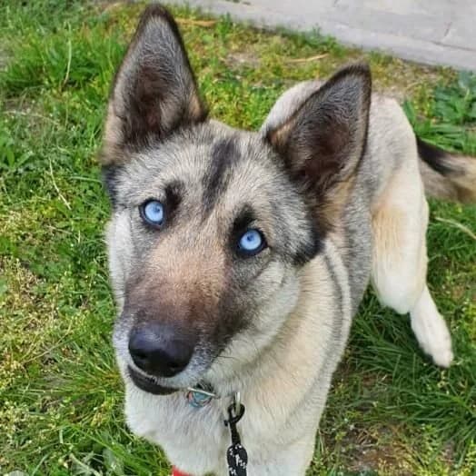 Hillary, female German Shepherd for adoption at Herz für Ungarnhunde e.V., Nörten-Hardenberg