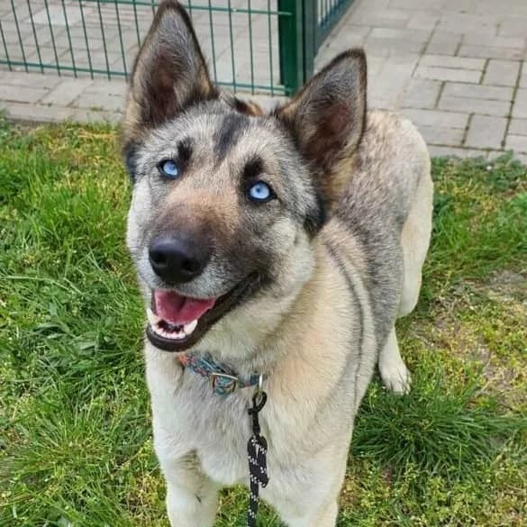 Hillary, female German Shepherd for adoption at Herz für Ungarnhunde e.V., Nörten-Hardenberg