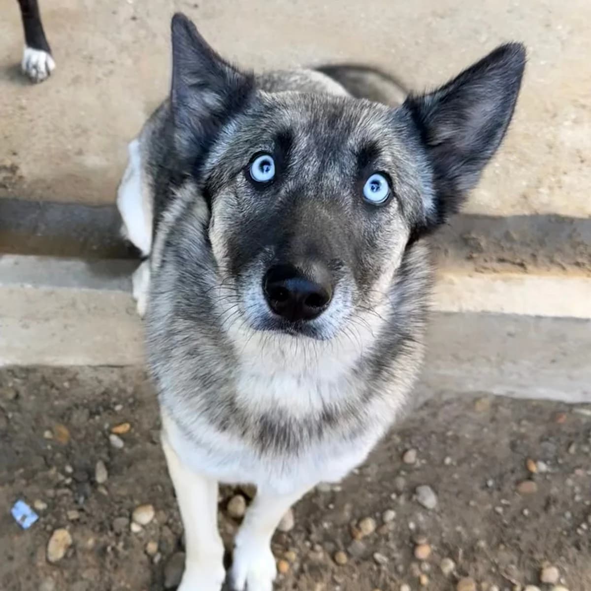 Hillary, female German Shepherd for adoption at Herz für Ungarnhunde e.V., Nörten-Hardenberg