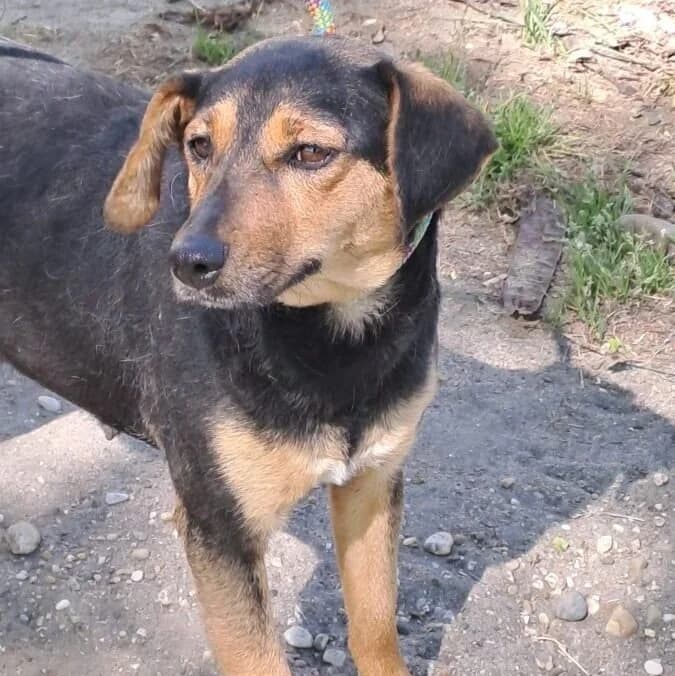 Emöke, female Mixed Breed for adoption at Herz für Ungarnhunde e.V., Nörten-Hardenberg
