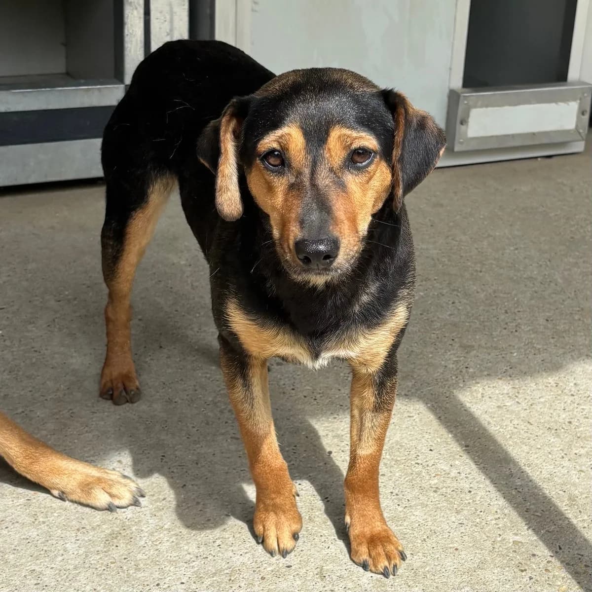 Emöke, female Mixed Breed for adoption at Herz für Ungarnhunde e.V., Nörten-Hardenberg