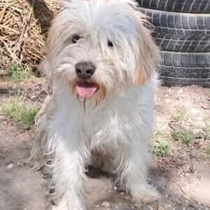 Boti -reserviert, male Mixed Breed for adoption at Herz für Ungarnhunde e.V., Nörten-Hardenberg