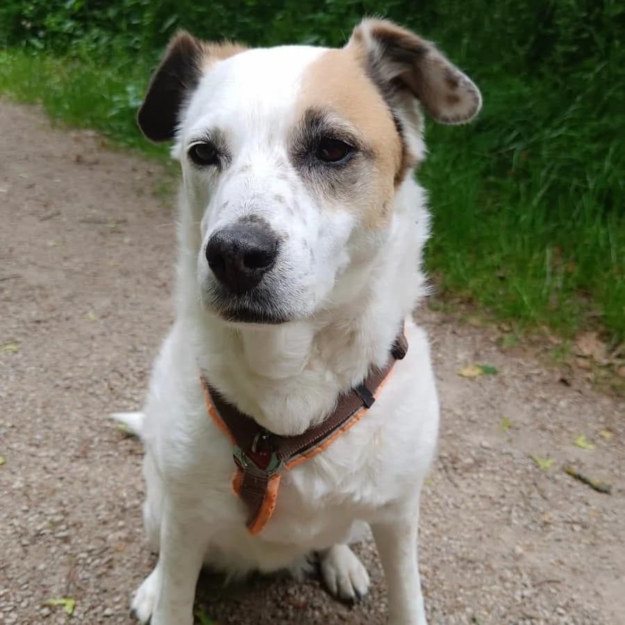 Summer, female 5yo Mixed Breed for adoption at Herz für Ungarnhunde e.V., Nörten-Hardenberg