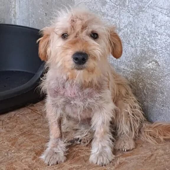 Fruzsi -reserviert in Ungarn, female Mixed Breed for adoption at Herz für Ungarnhunde e.V., Nörten-Hardenberg