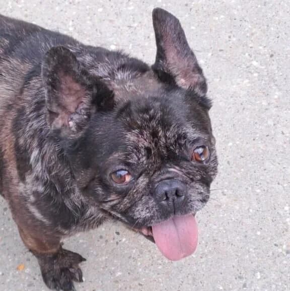 Coco, male French Bulldog for adoption at Herz für Ungarnhunde e.V., Nörten-Hardenberg