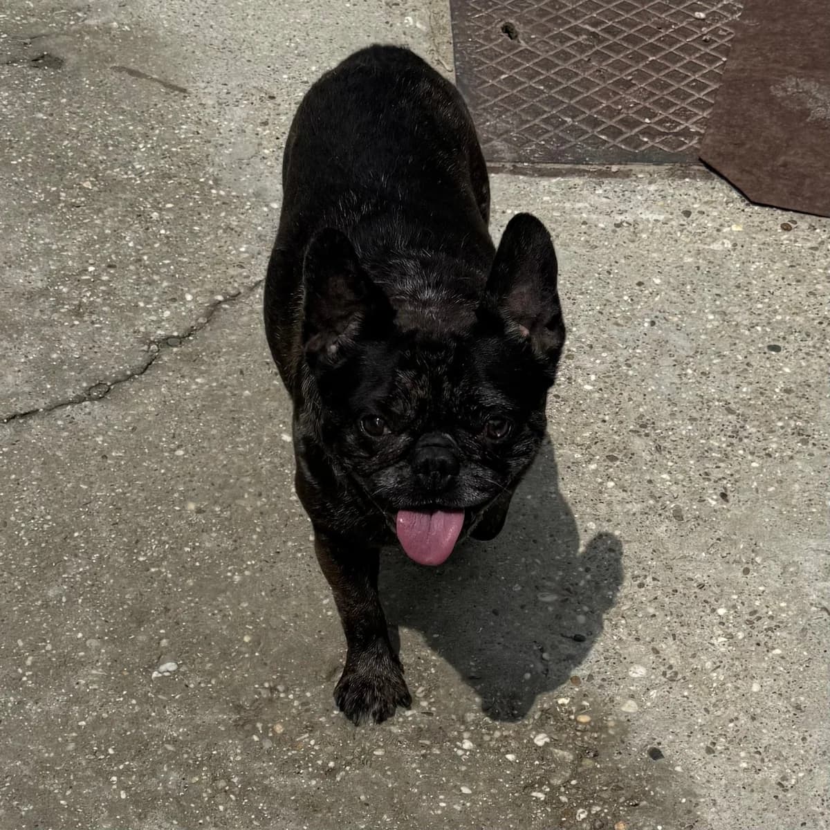 Coco, male French Bulldog for adoption at Herz für Ungarnhunde e.V., Nörten-Hardenberg