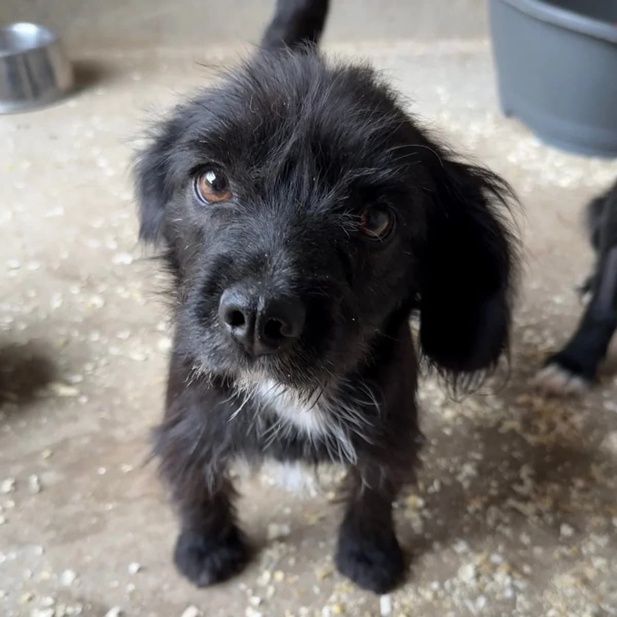 Evelin -vorreserviert, female Mixed Breed for adoption at Herz für Ungarnhunde e.V., Nörten-Hardenberg