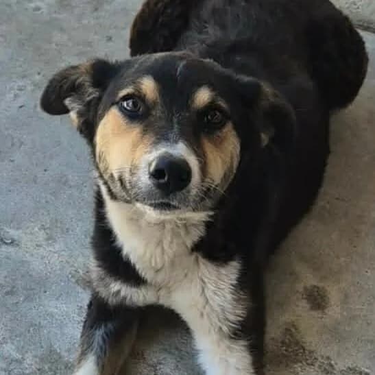 Tarna, female Mixed Breed for adoption at Herz für Ungarnhunde e.V., Nörten-Hardenberg