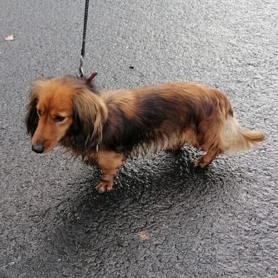 Dolly, female Dachshund for adoption at Herz für Ungarnhunde e.V., Nörten-Hardenberg