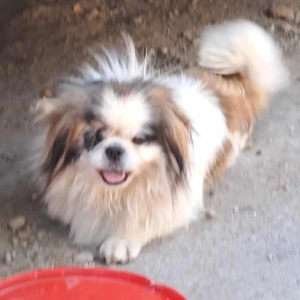 Luigi, male mixed breed for adoption at Herz für Ungarnhunde e.V., Nörten-Hardenberg